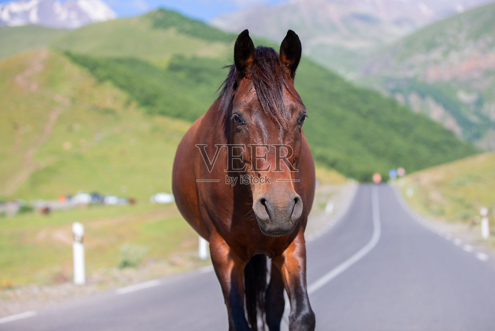 一匹马在山路上散步,背景是山区。照片摄影图片