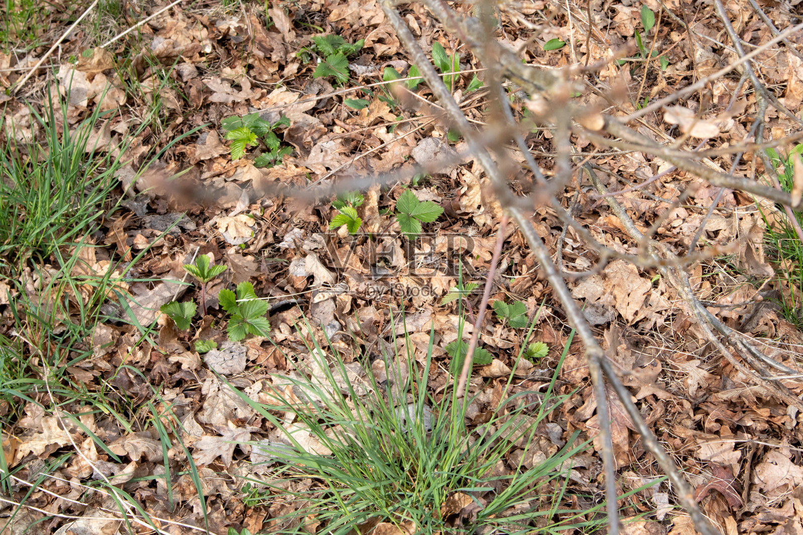 夏日的田野,草和花,艺术的局部焦点和模糊的背景照片摄影图片