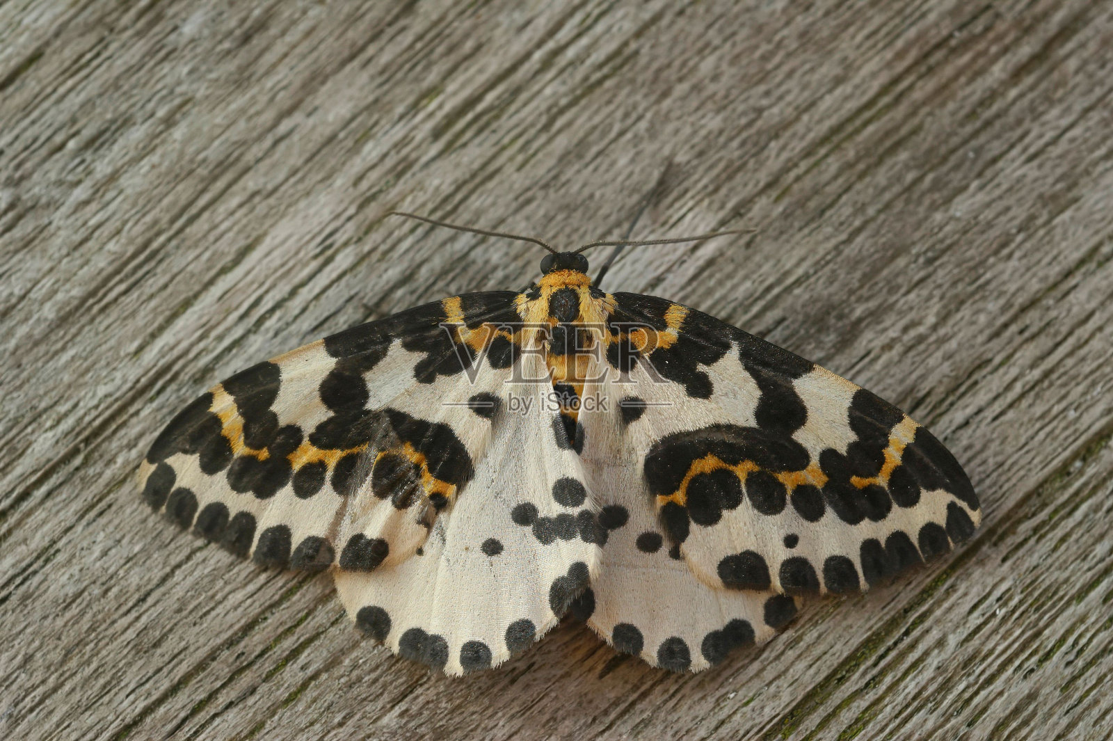 彩色喜鹊几何蛾的特写,Abraxas grossulariata,坐在木头上照片摄影图片