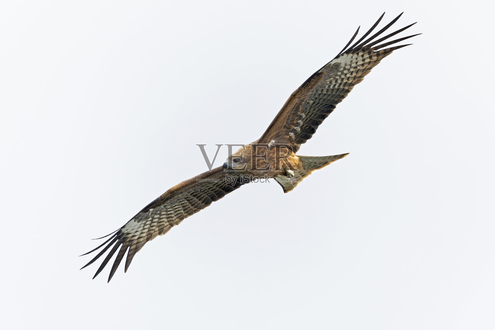 飞行中的黑耳鸢(黑耳鸢)照片摄影图片