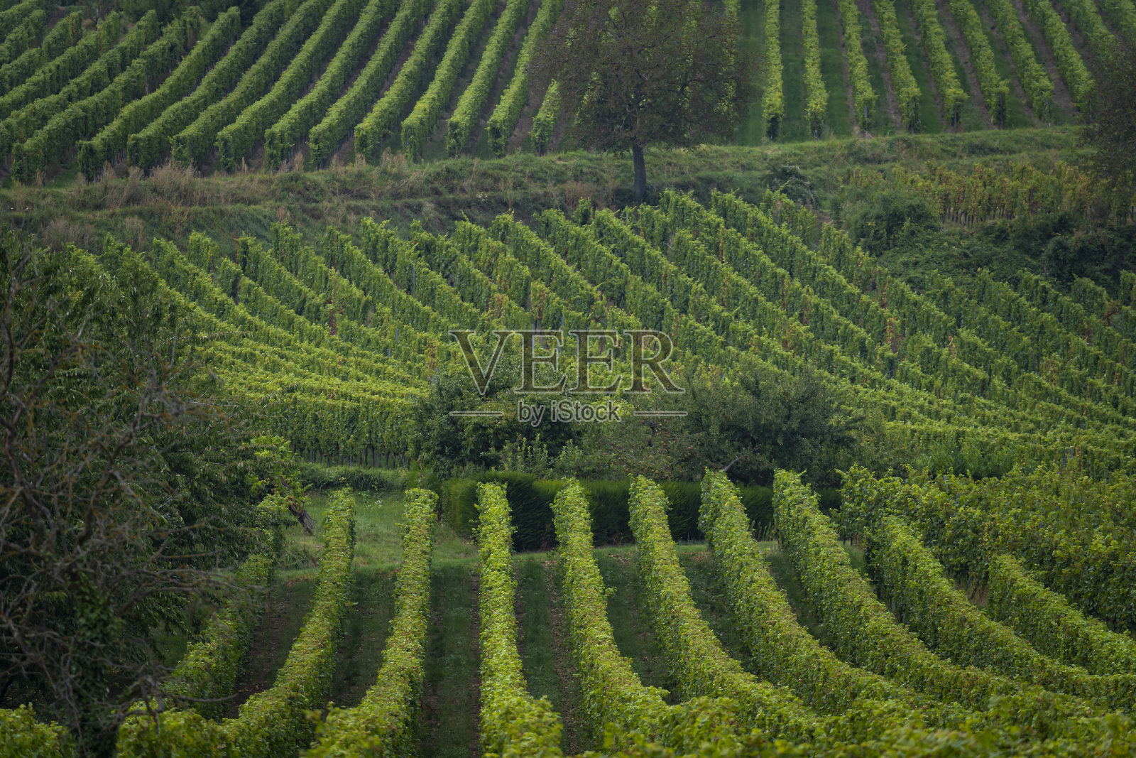 奥伯奈,法国- 2021年09月10日:阿尔萨斯葡萄园。葡萄酒之路上的葡萄园全景照片摄影图片