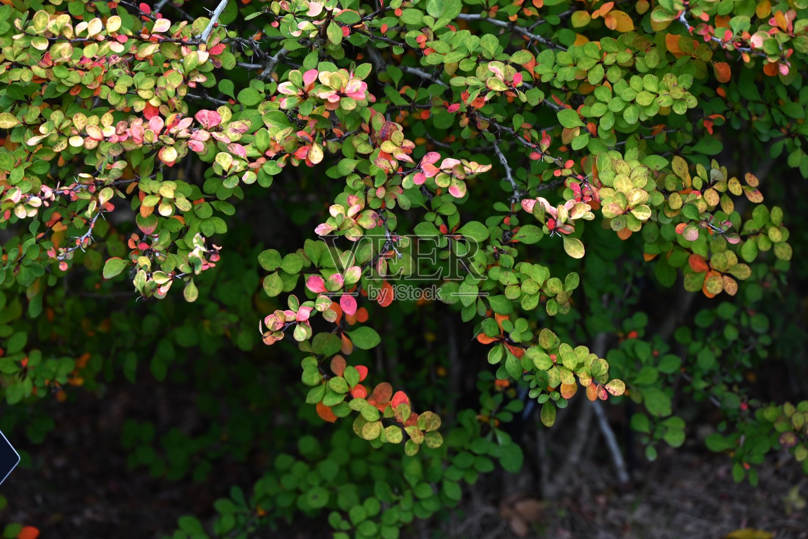 日本小檗(Berberis thunbergii)秋天的叶子。小檗科落叶灌木。照片摄影图片