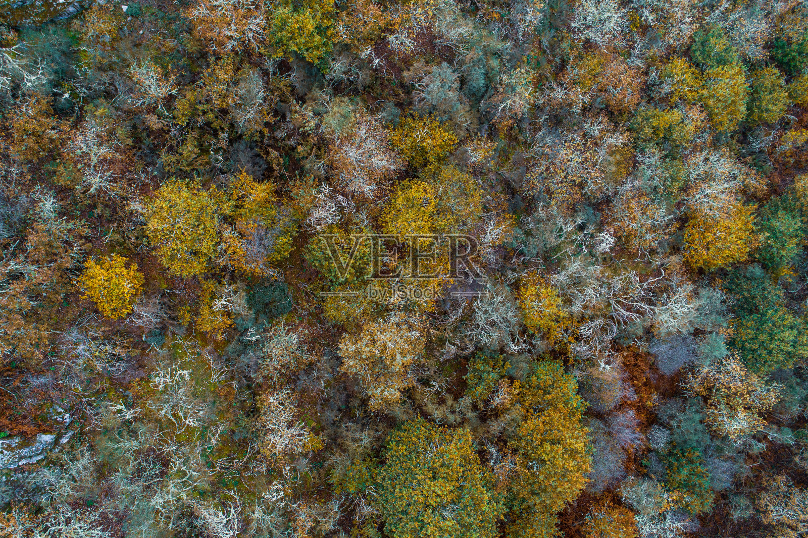 无人机俯瞰的森林落叶树木在秋天照片摄影图片