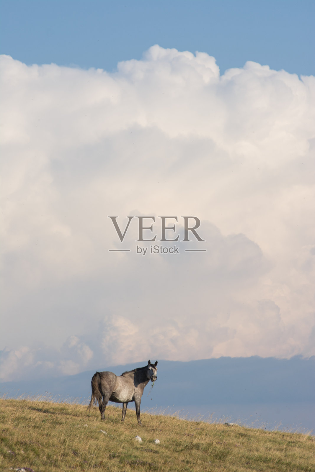 一匹银色的野马站在小山上看着镜头照片摄影图片