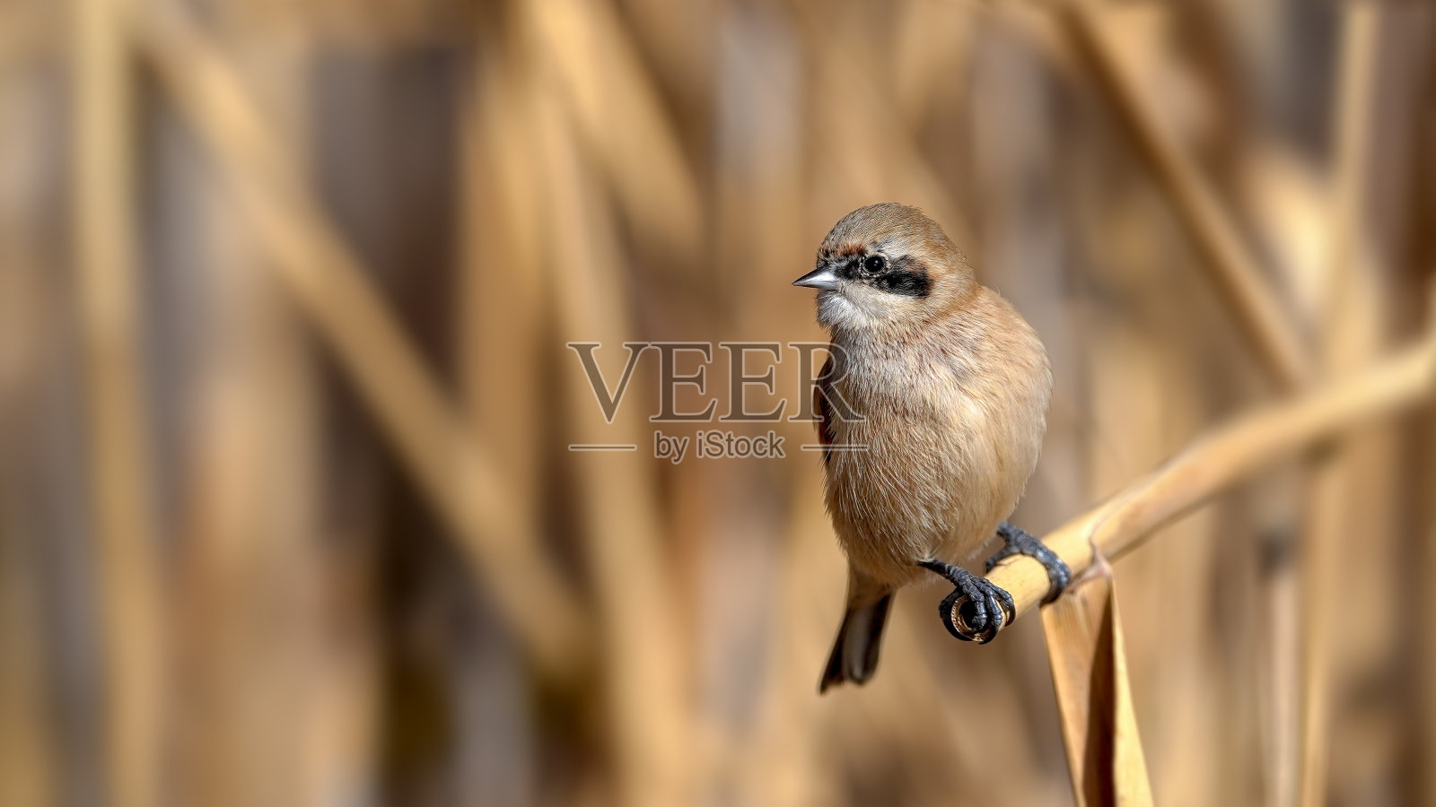 欧亚摆山山雀在树枝上照片摄影图片