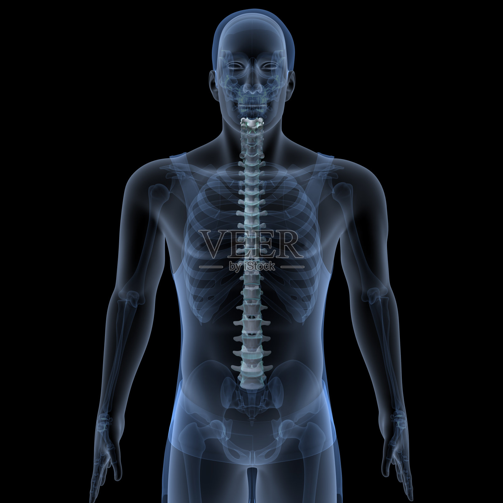 男性人体骨骼,肋骨,胸骨,腐殖质和腰椎名副其实的解剖系统。三维演示照片摄影图片