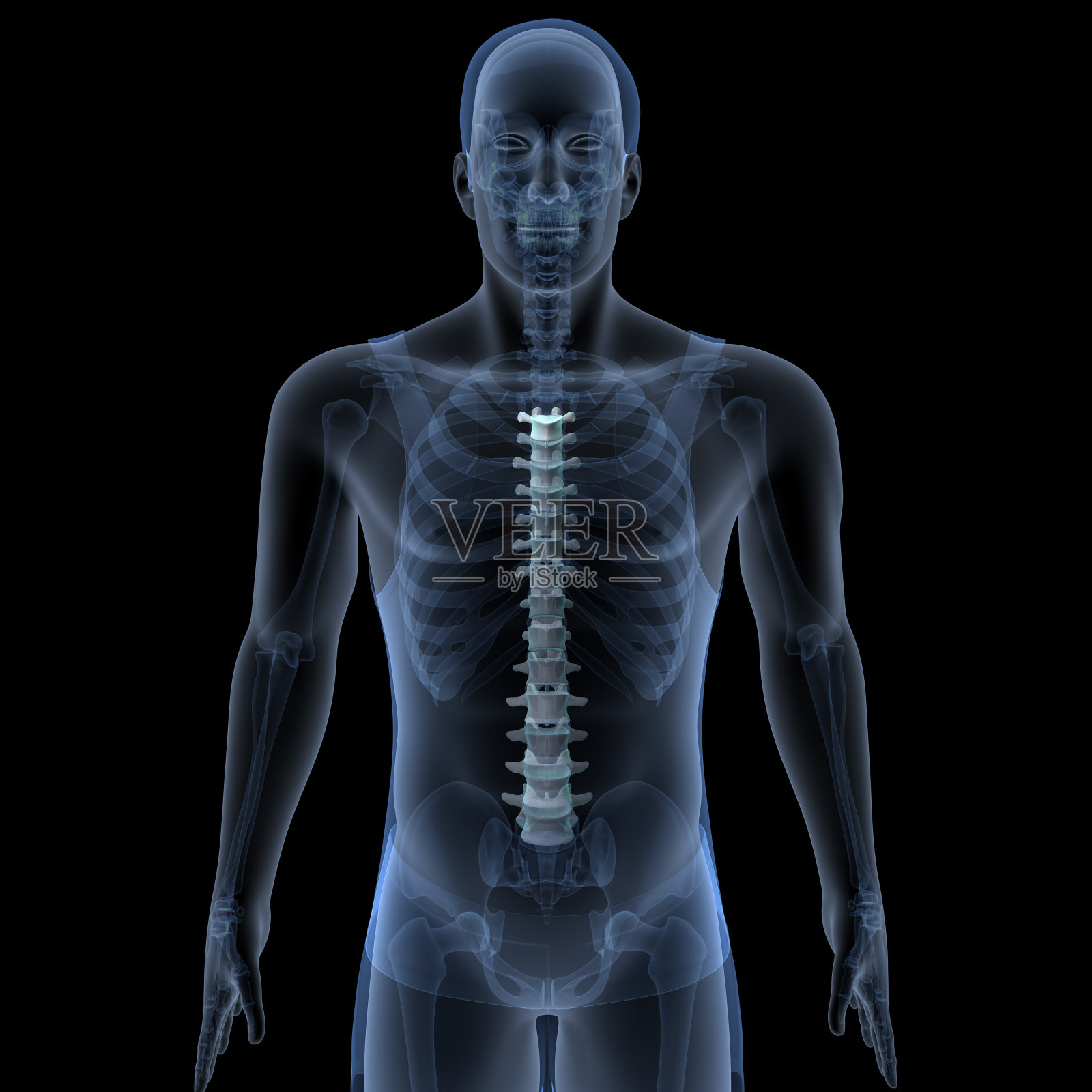 男性人体骨骼,肋骨,胸骨,腐殖质和腰椎名副其实的解剖系统。三维演示照片摄影图片