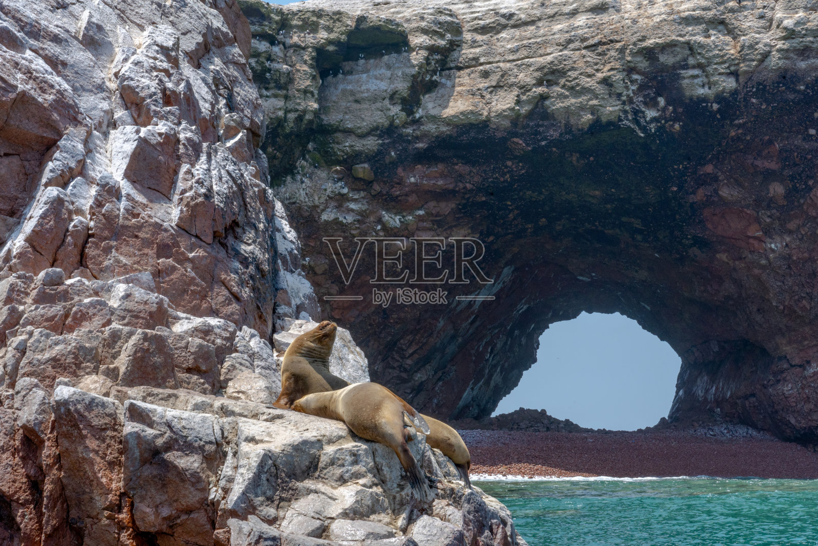 太平洋秘鲁巴列斯塔斯群岛上的海狮照片摄影图片