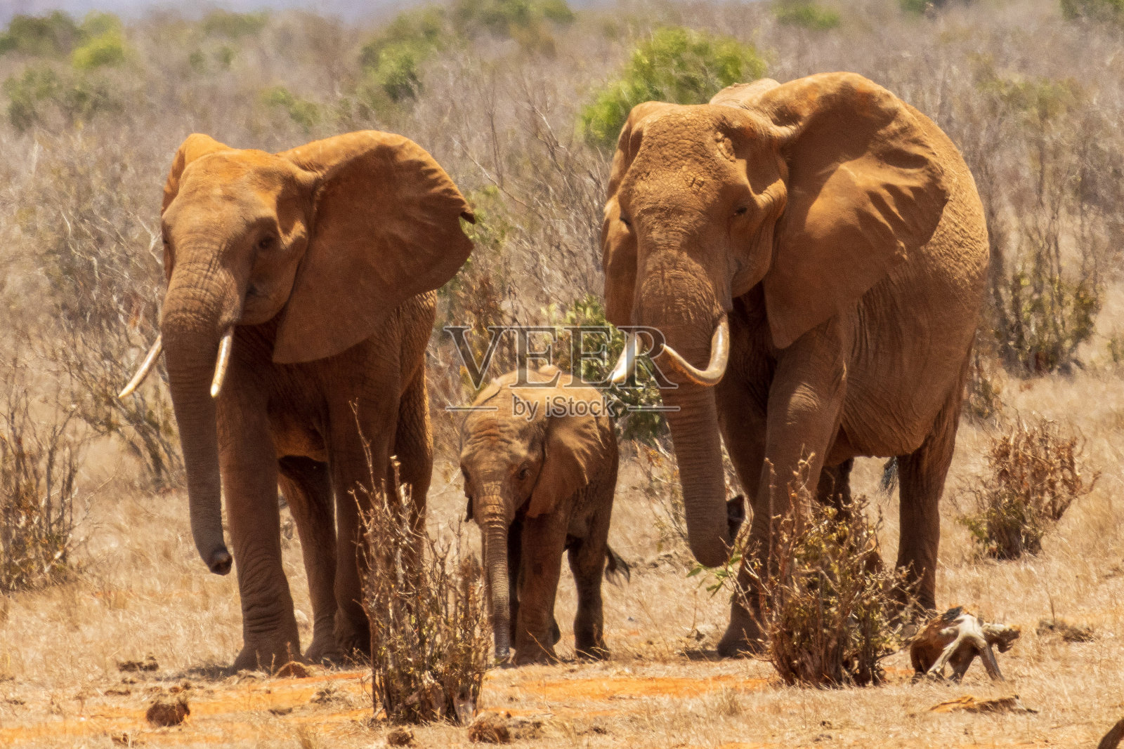 三只非洲丛林象照片摄影图片