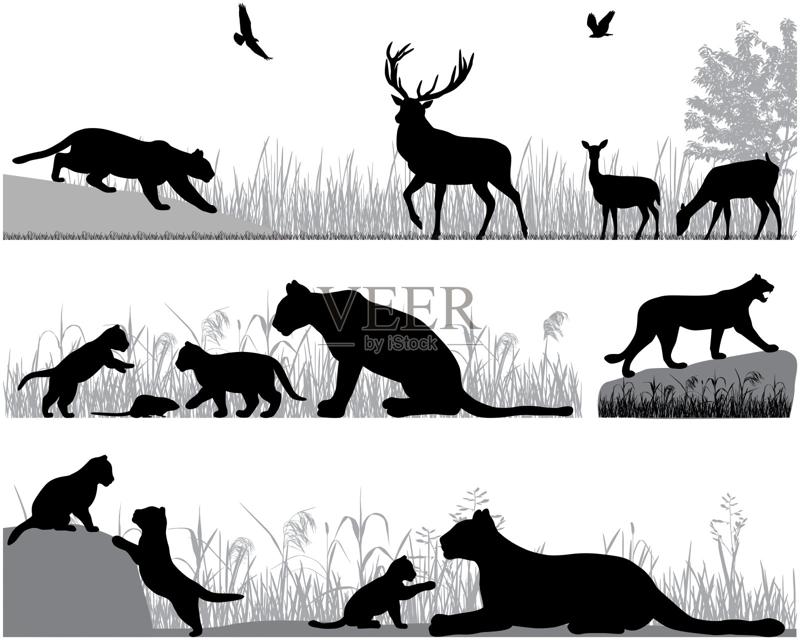 野生动物中的美洲狮插画图片素材