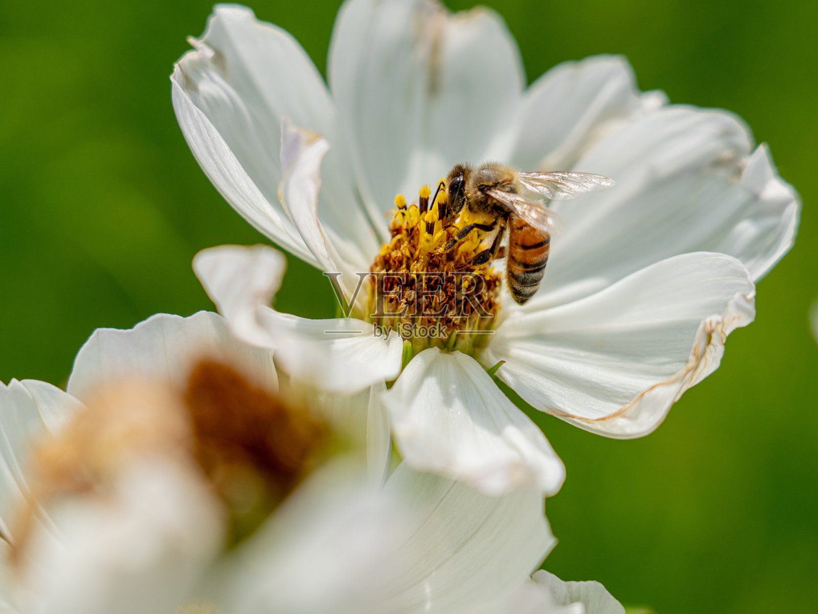 蜜蜂在花上照片摄影图片