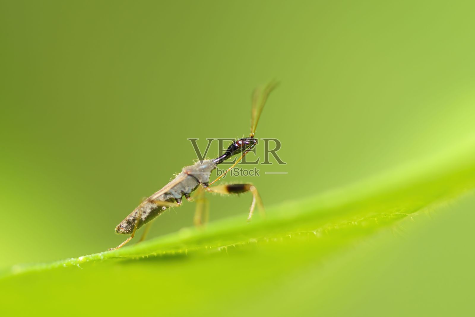 长腿长触角昆虫栖息在绿叶上照片摄影图片
