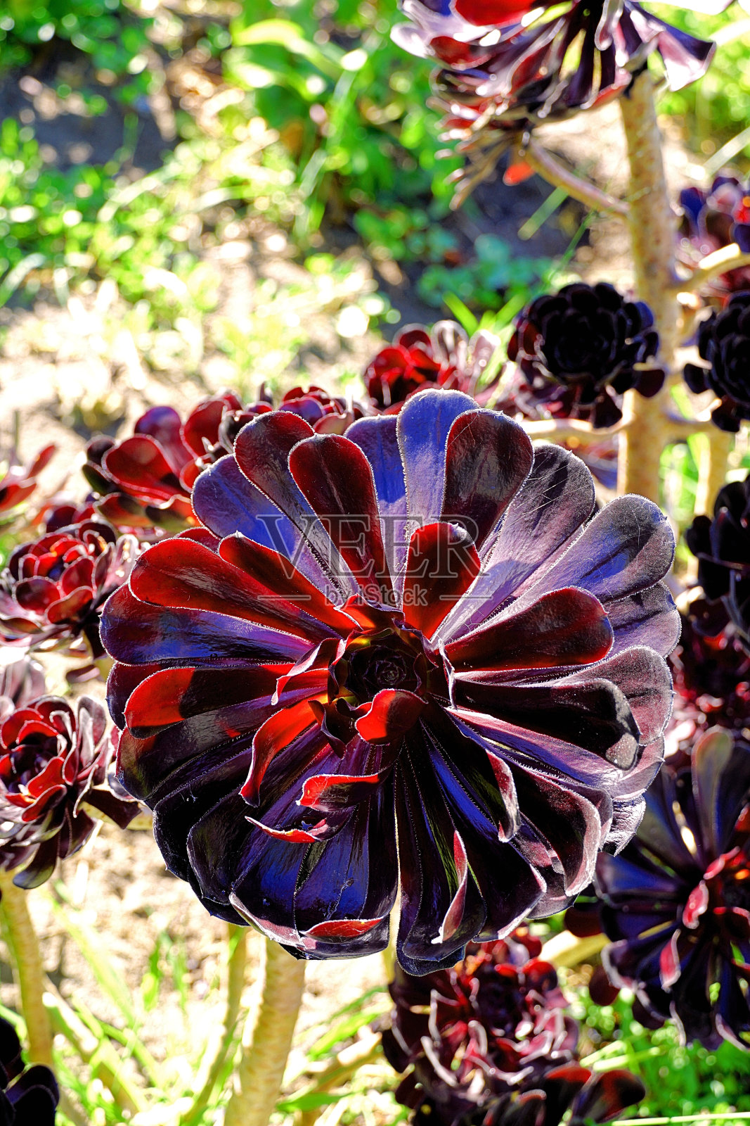 新西兰南岛照片摄影图片