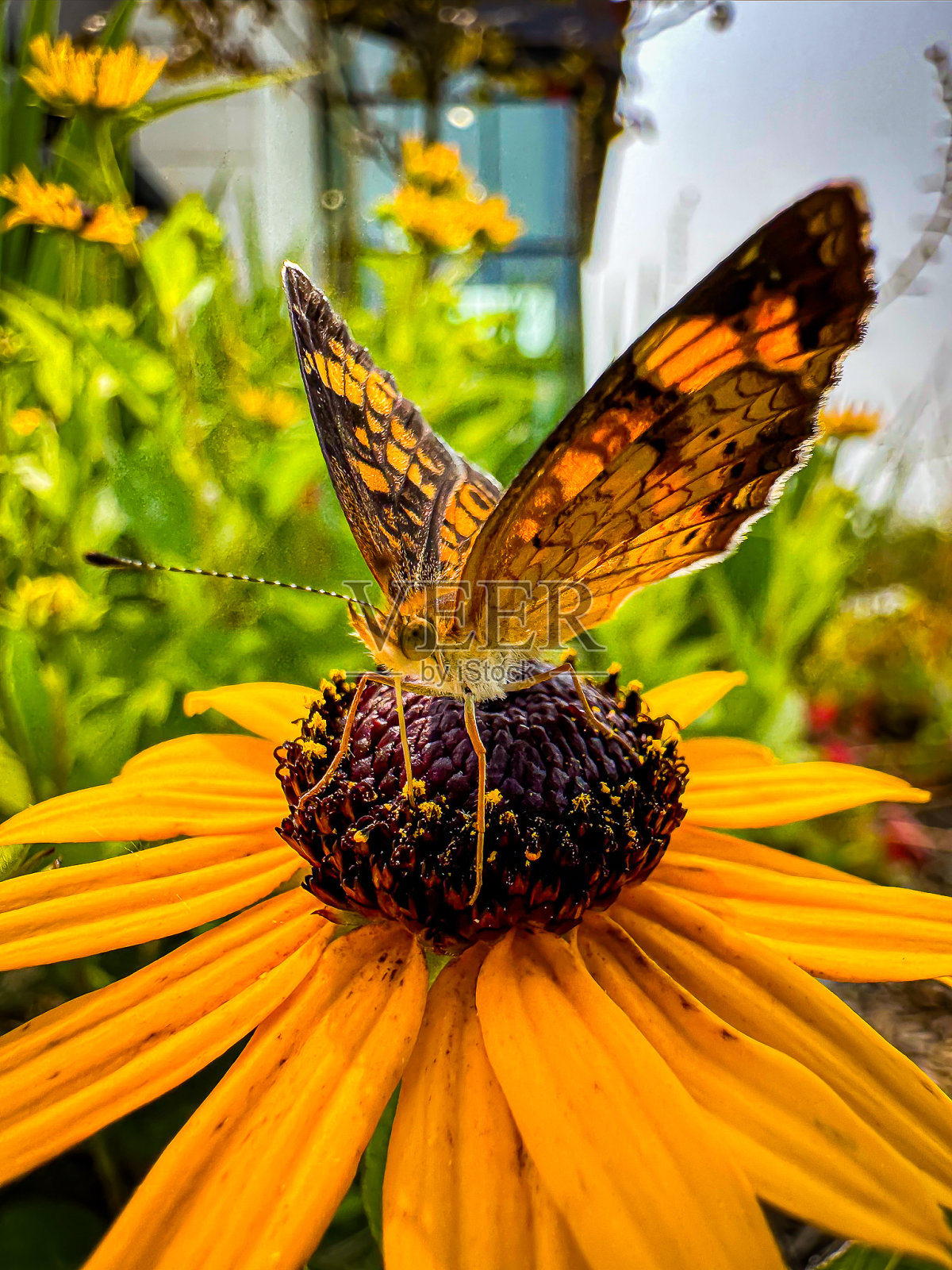 花上的蝴蝶照片摄影图片