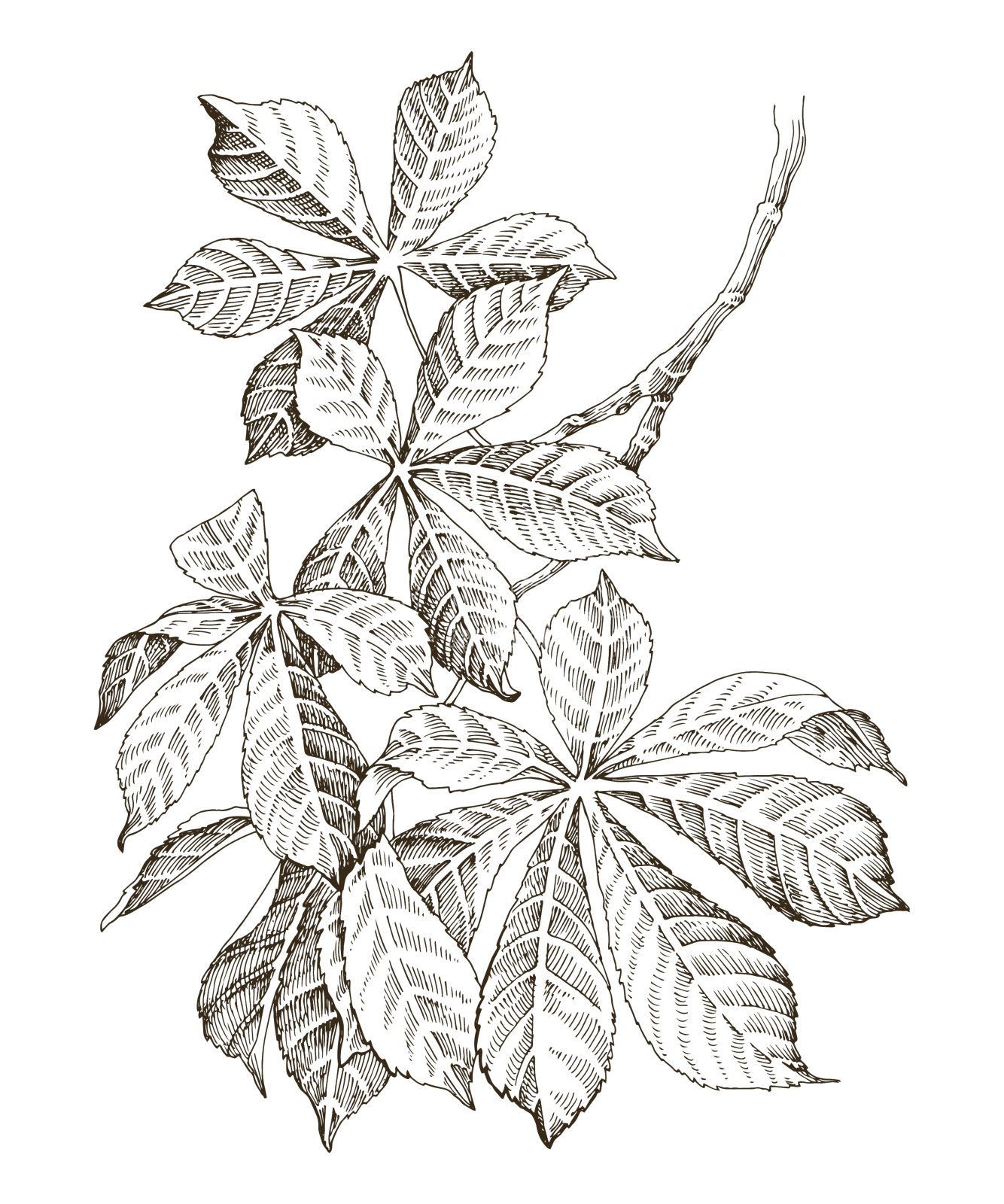 手绘栗树树枝设计元素图片