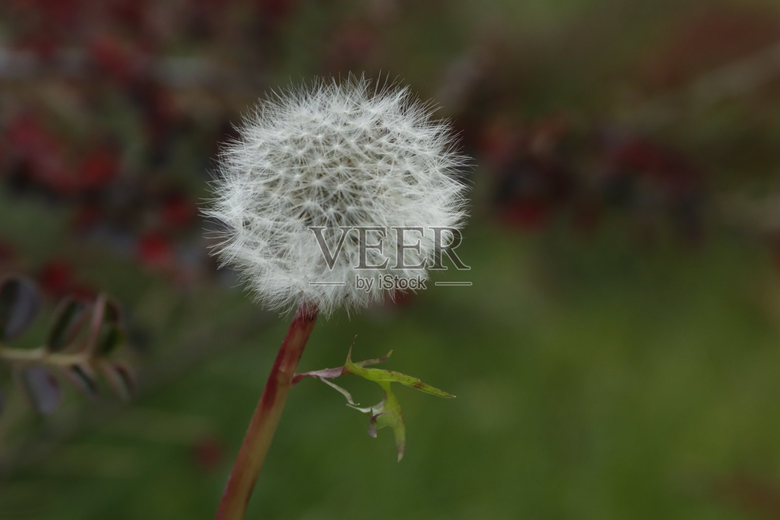 花的颜色,图案和背景照片摄影图片
