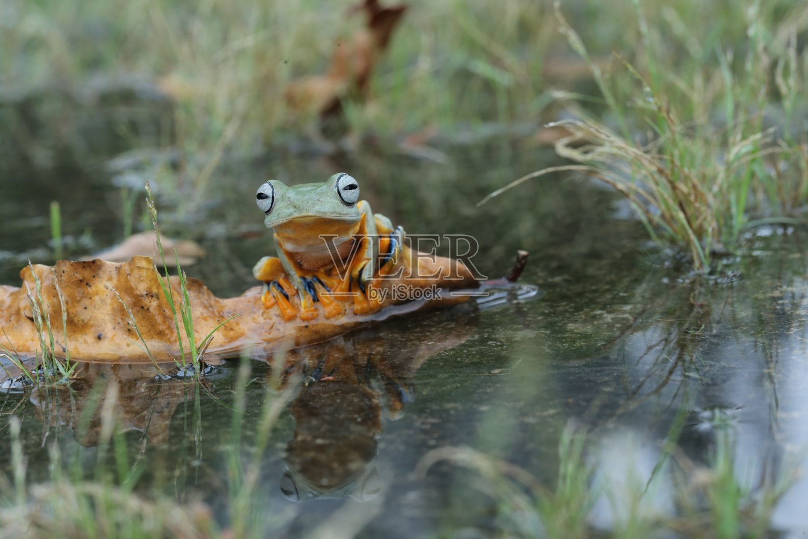 青蛙沉思着照片摄影图片