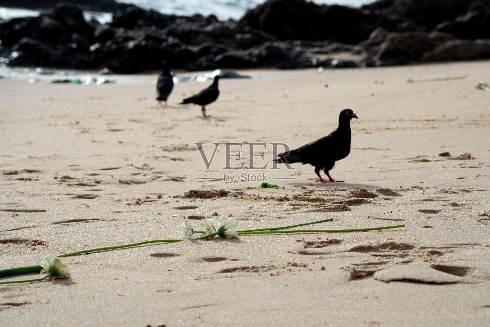 三只鸽子,在沙滩上行走的剪影。照片摄影图片