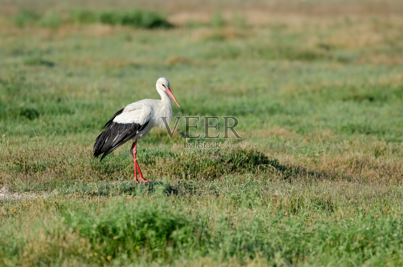 白鹳(Ciconia Ciconia)在田野觅食。照片摄影图片