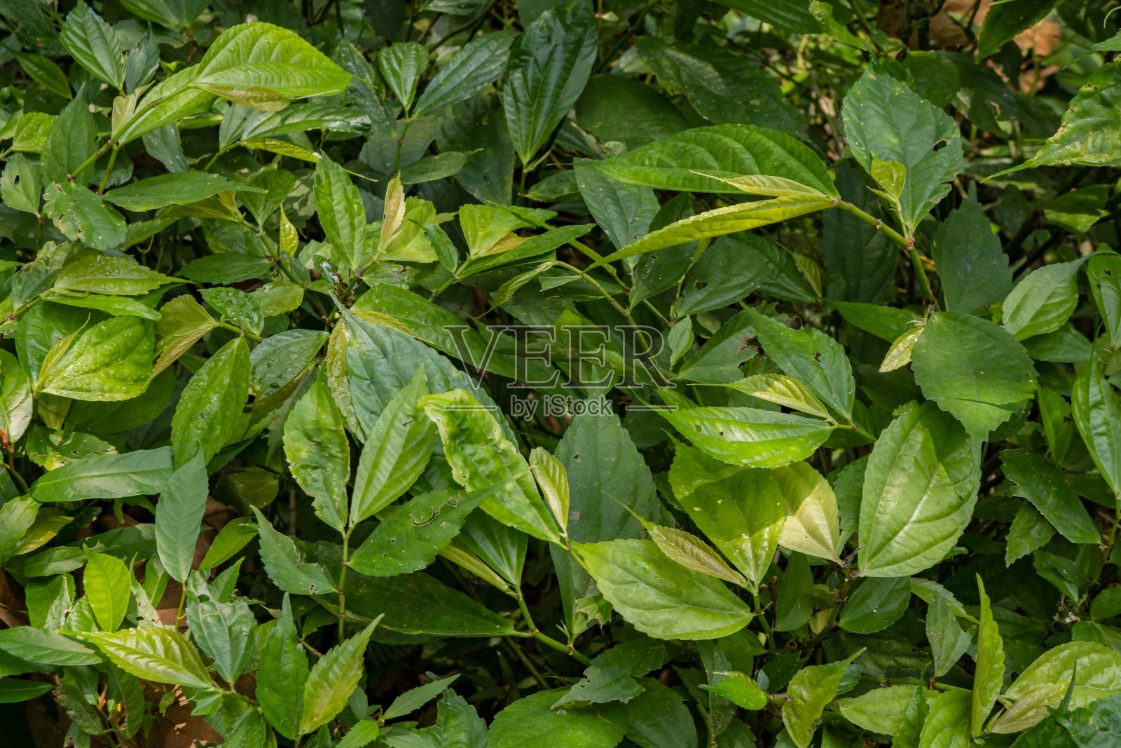 热带森林中野生绿叶植物的纹理和表面。照片摄影图片