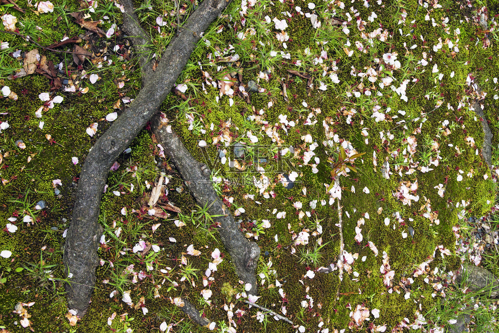 樱花落在大树的根部,雨水落下,季节变化的概念,抽象照片照片摄影图片