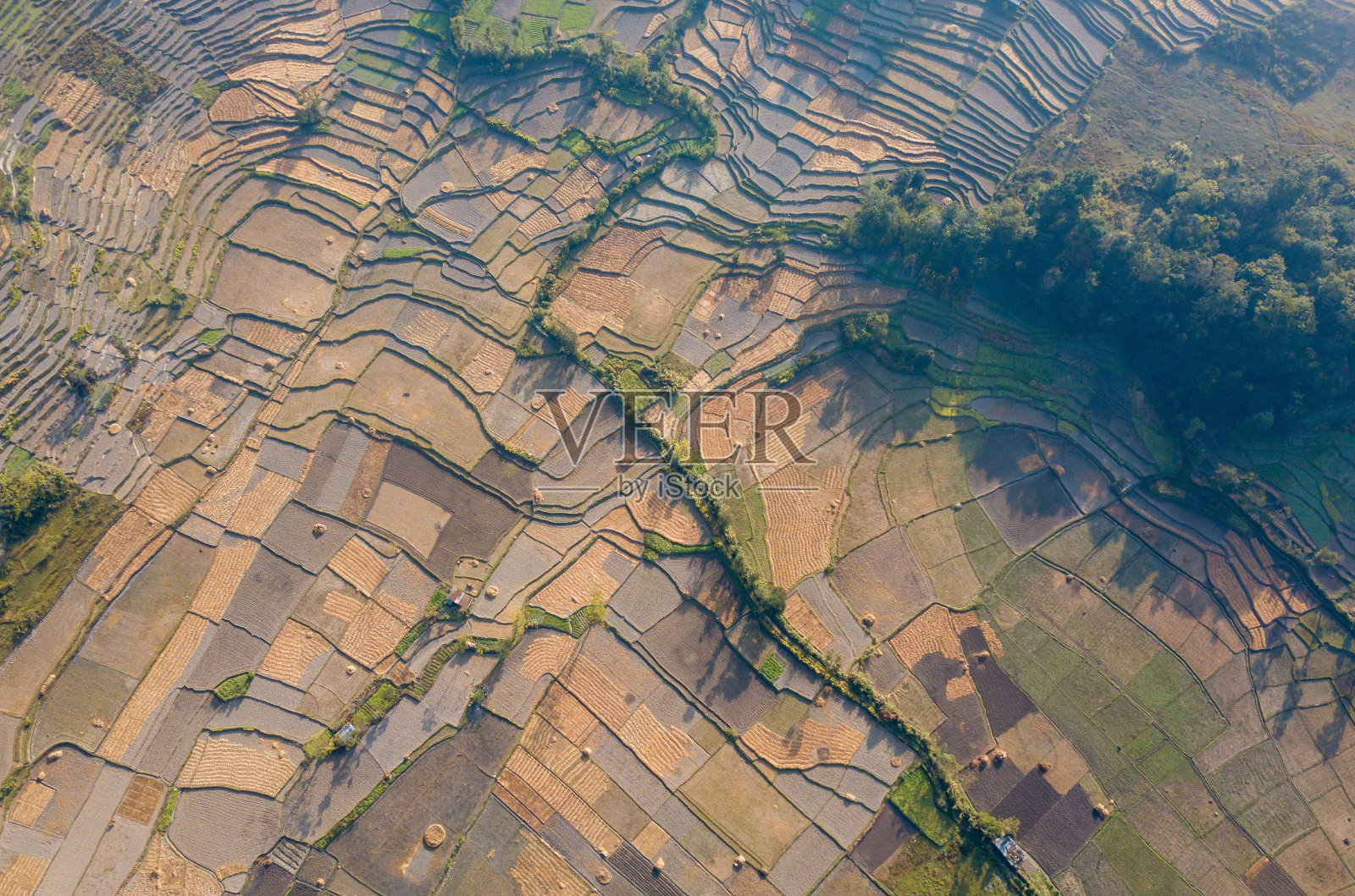 阿里尔:稻田的照片。照片摄影图片