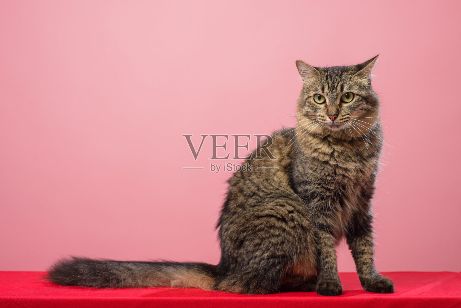 一只虎斑猫的肖像。粉红色的背景。照片摄影图片