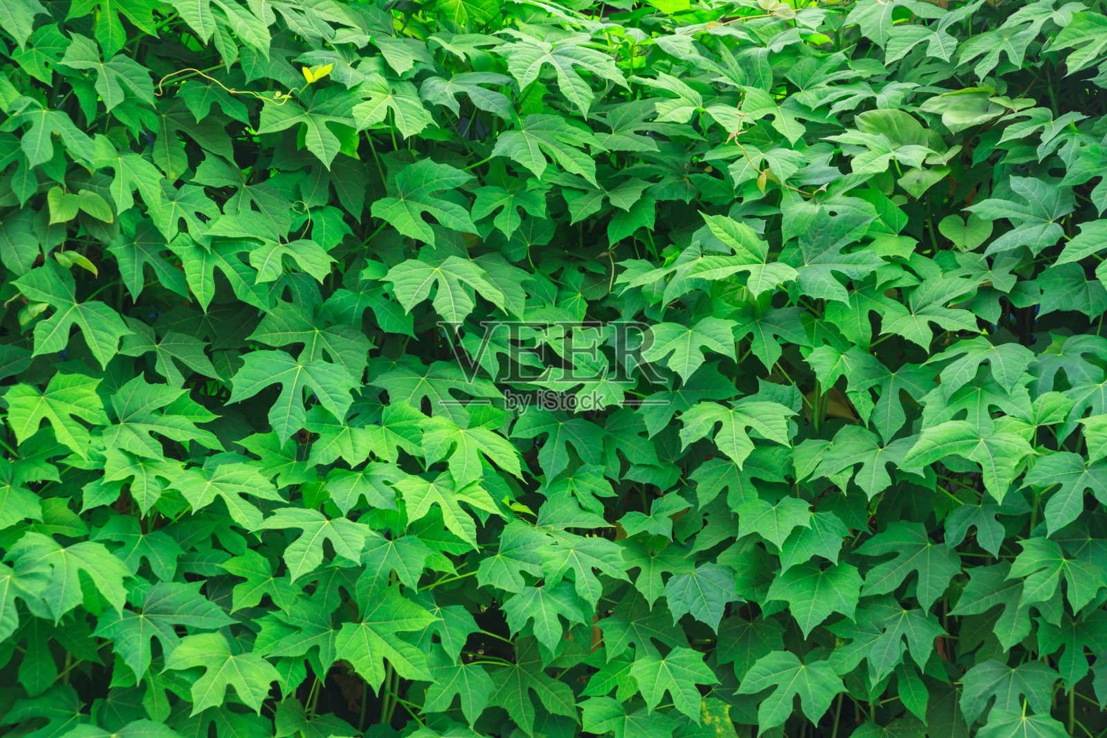 树菠菜(Cnidoscolus chayamansa McVaugh),新鲜的绿叶背景,郁郁葱葱的叶子,照片摄影图片