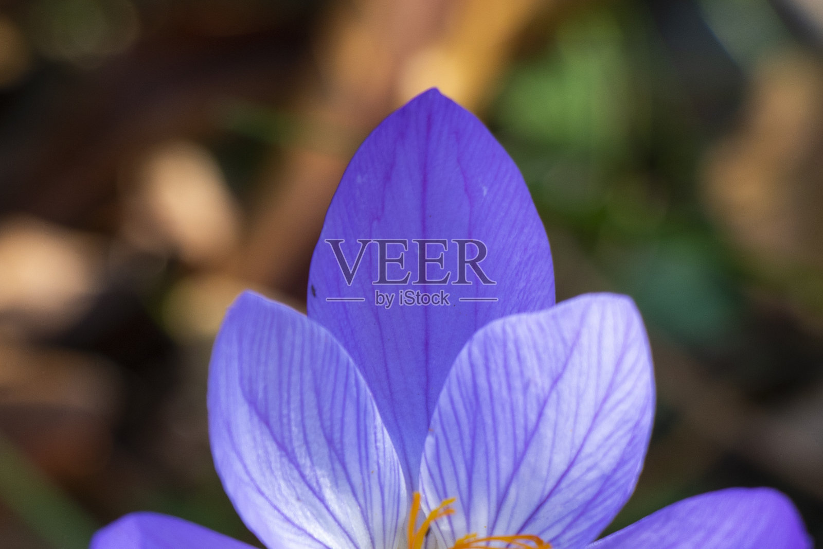 Bieberstein的番红花照片摄影图片