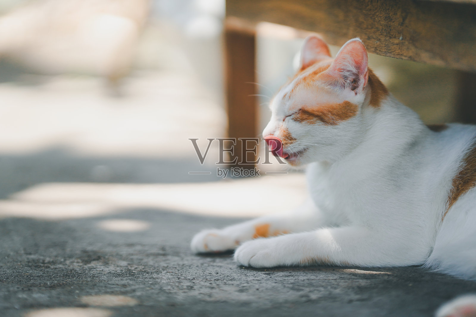 院子里水泥地上的一张木桌下躺着一只白橙相间的猫,伸着舌头。照片摄影图片
