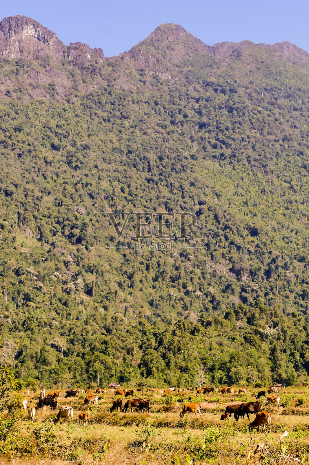 山间秋色,数码照片图片为背景,摄于亚洲老挝万荣照片摄影图片