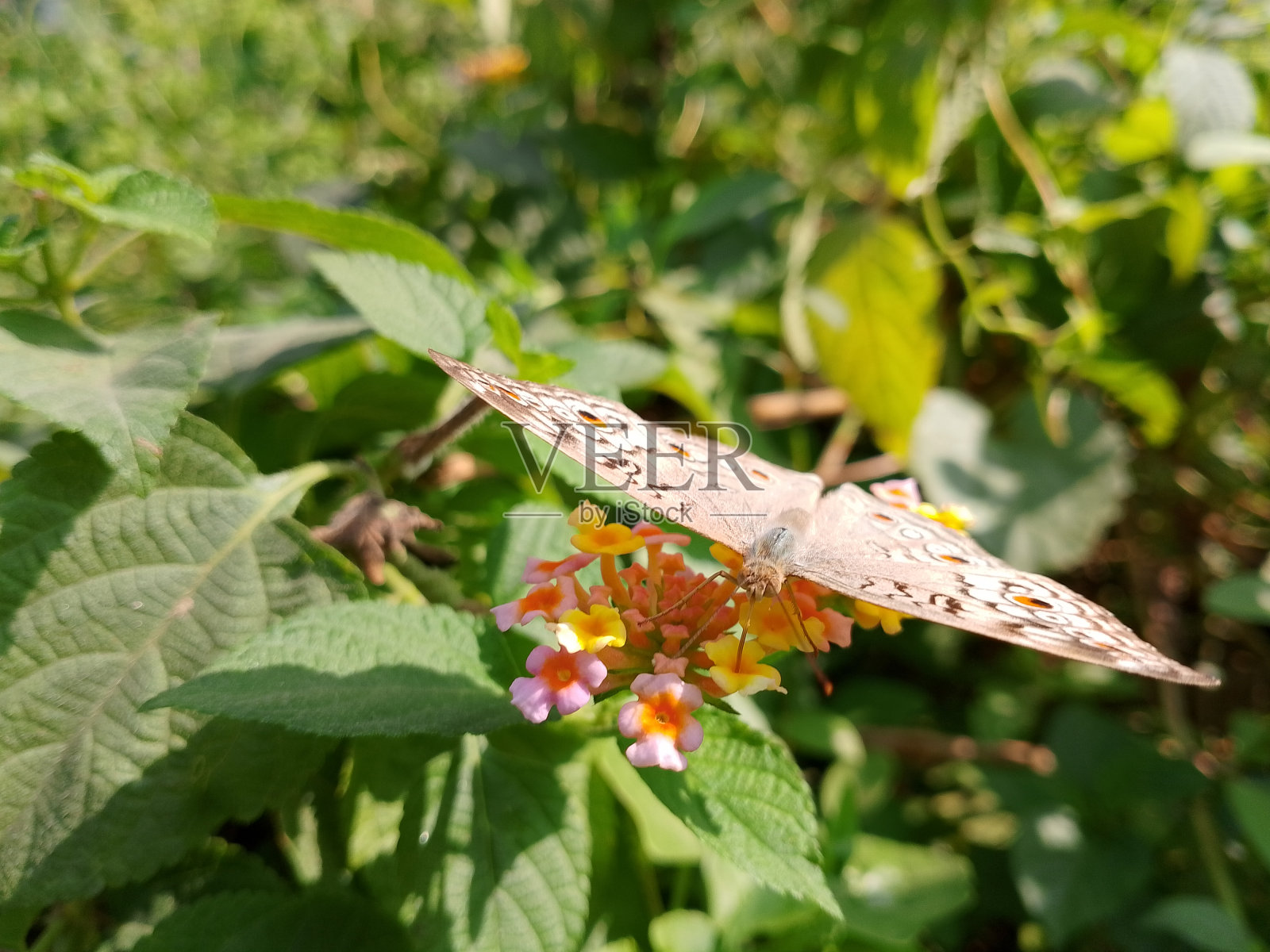 一只蝴蝶坐在一朵五颜六色的花上,正在从花上采蜜。照片摄影图片