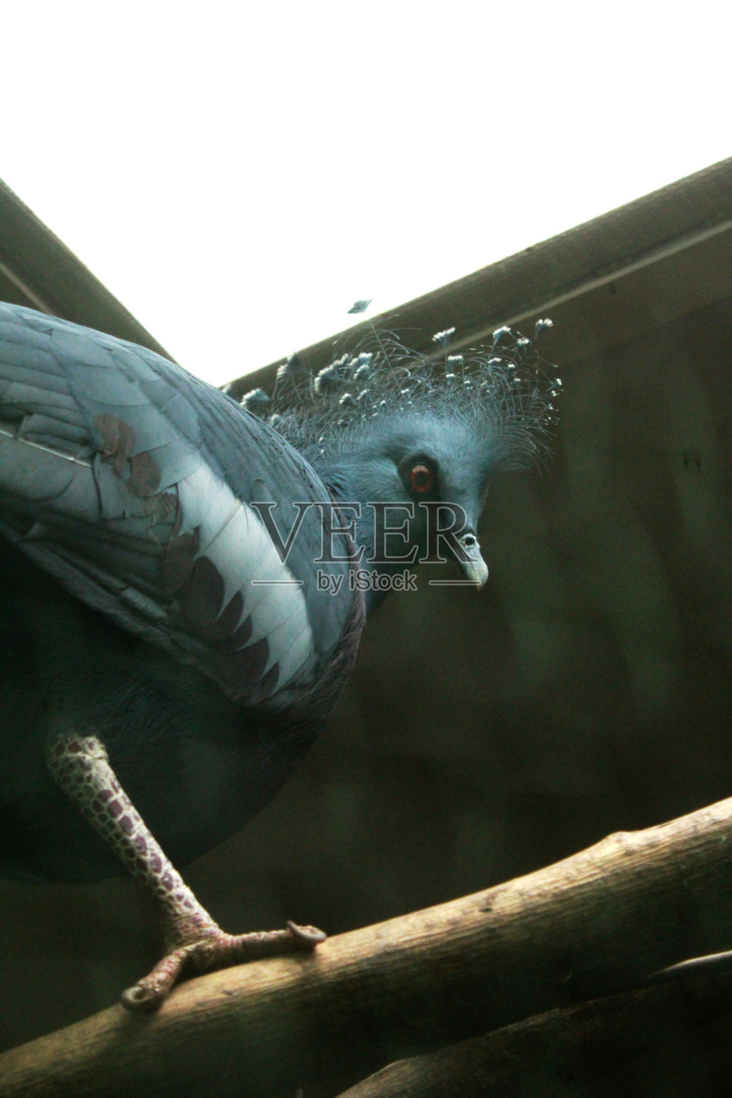 加冕的鸽子照片摄影图片