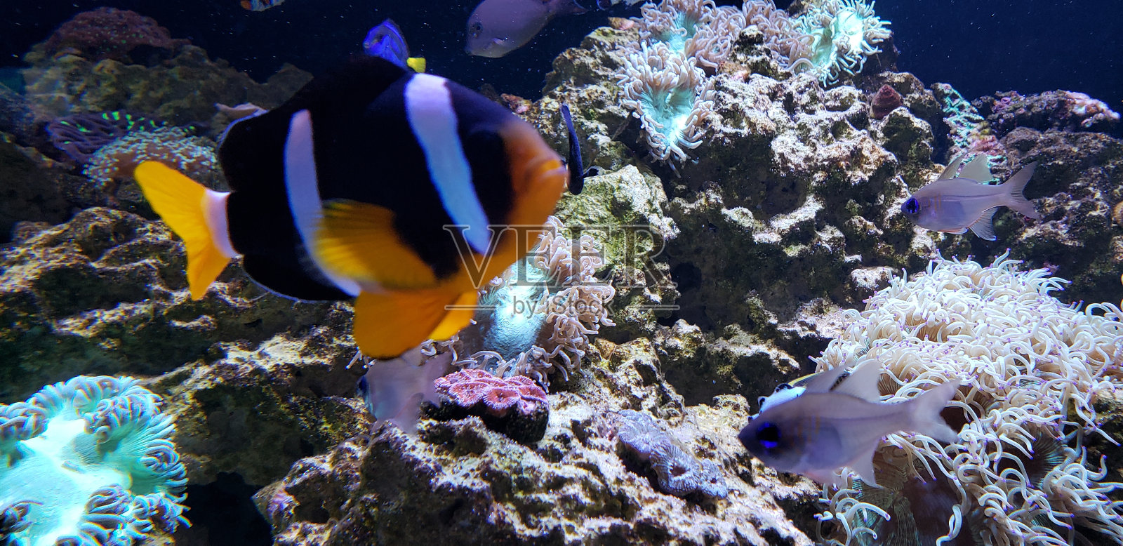 热带鱼照片摄影图片