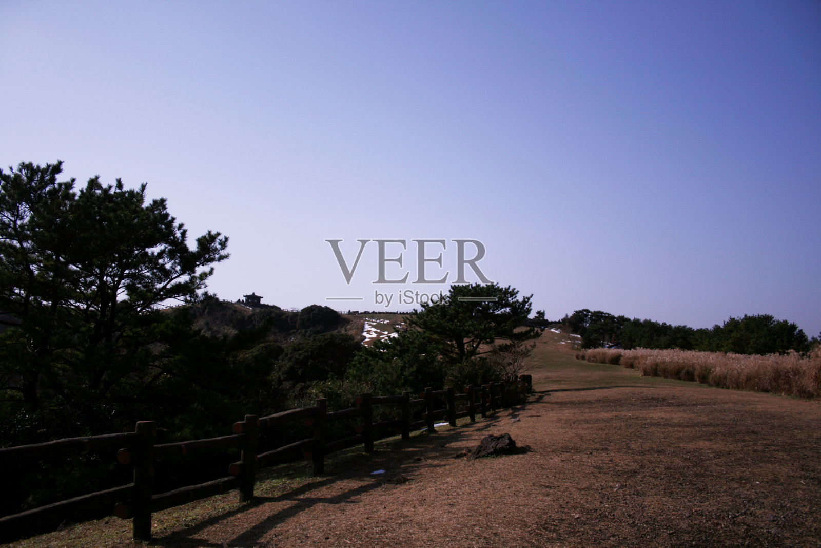 济州岛芦苇田照片摄影图片