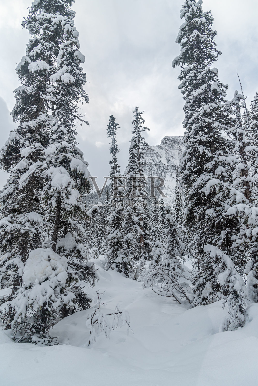 班夫公园路易斯湖附近的森林照片摄影图片