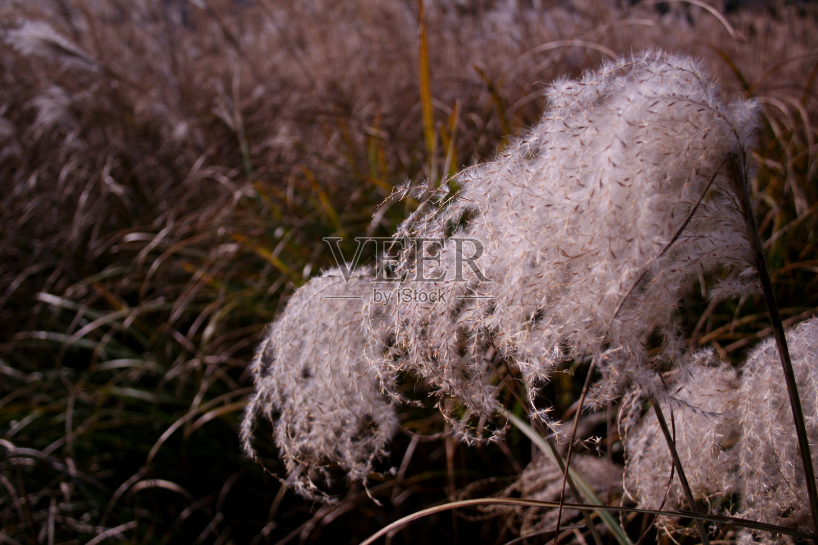 济州岛芦苇田照片摄影图片