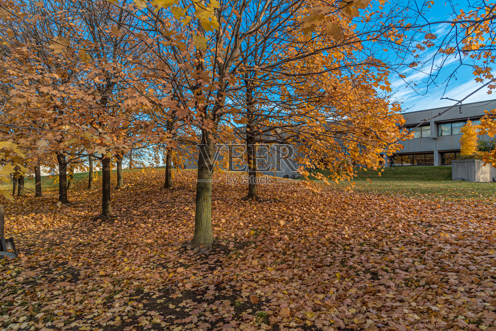 秋天的树木照片摄影图片