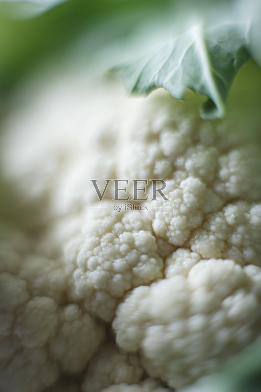 菜花的特写细节照片摄影图片