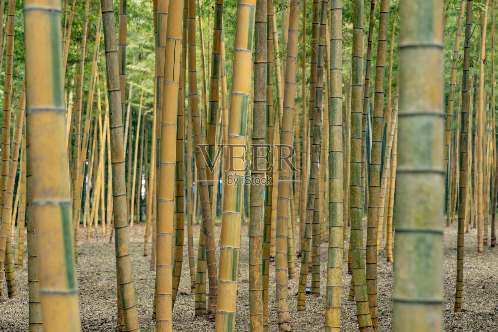 鲜绿竹林照片摄影图片