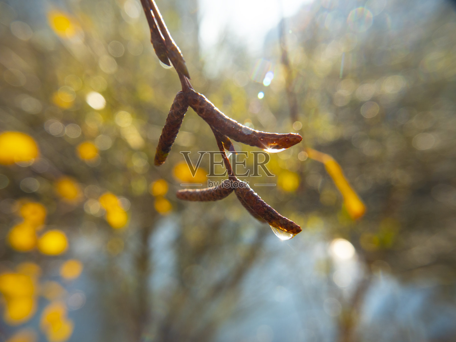 露珠里的阳光。早上公园里的幻景照片摄影图片