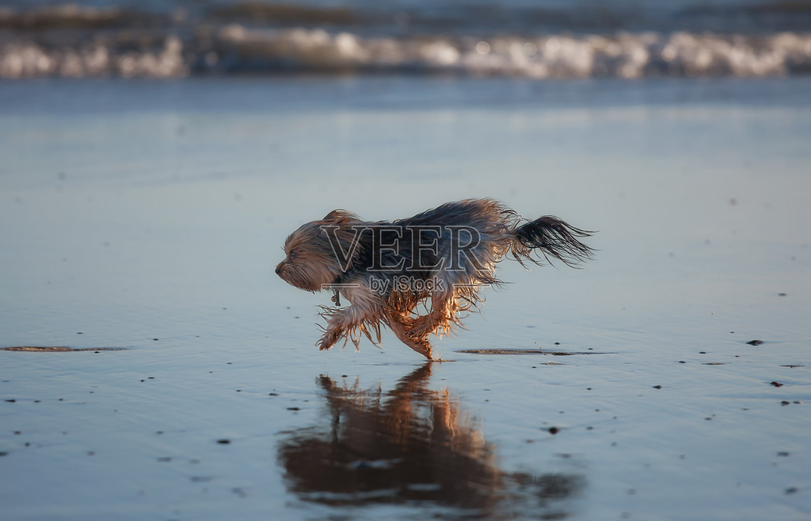 动物照片摄影图片