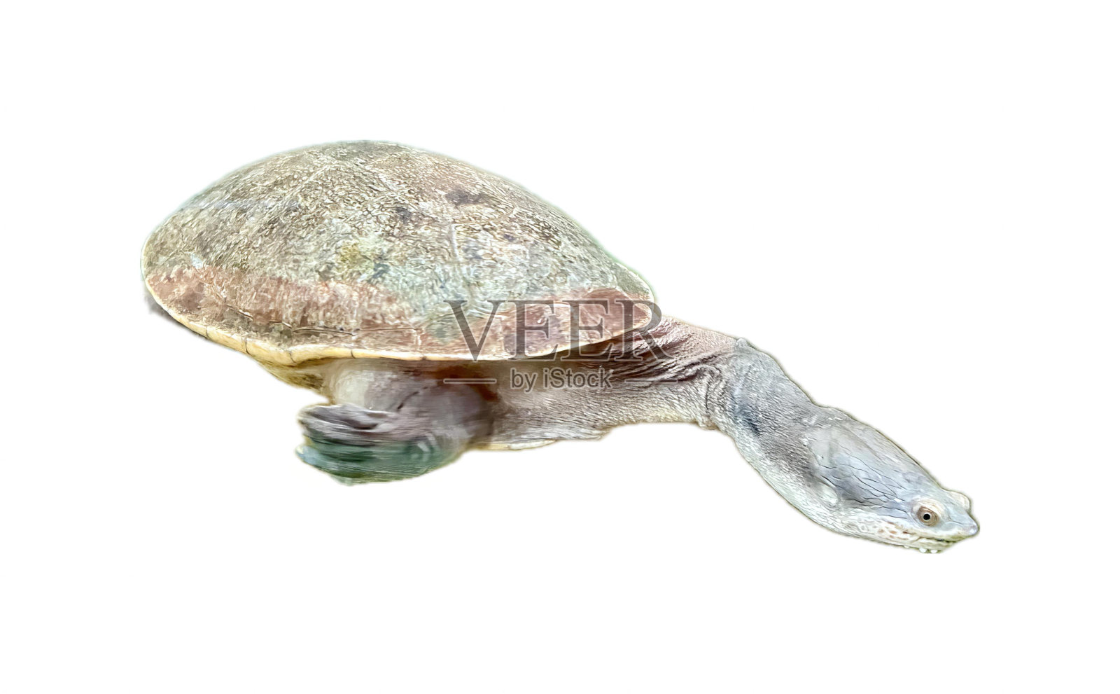 乌龟形似乌龟的乌龟。照片摄影图片