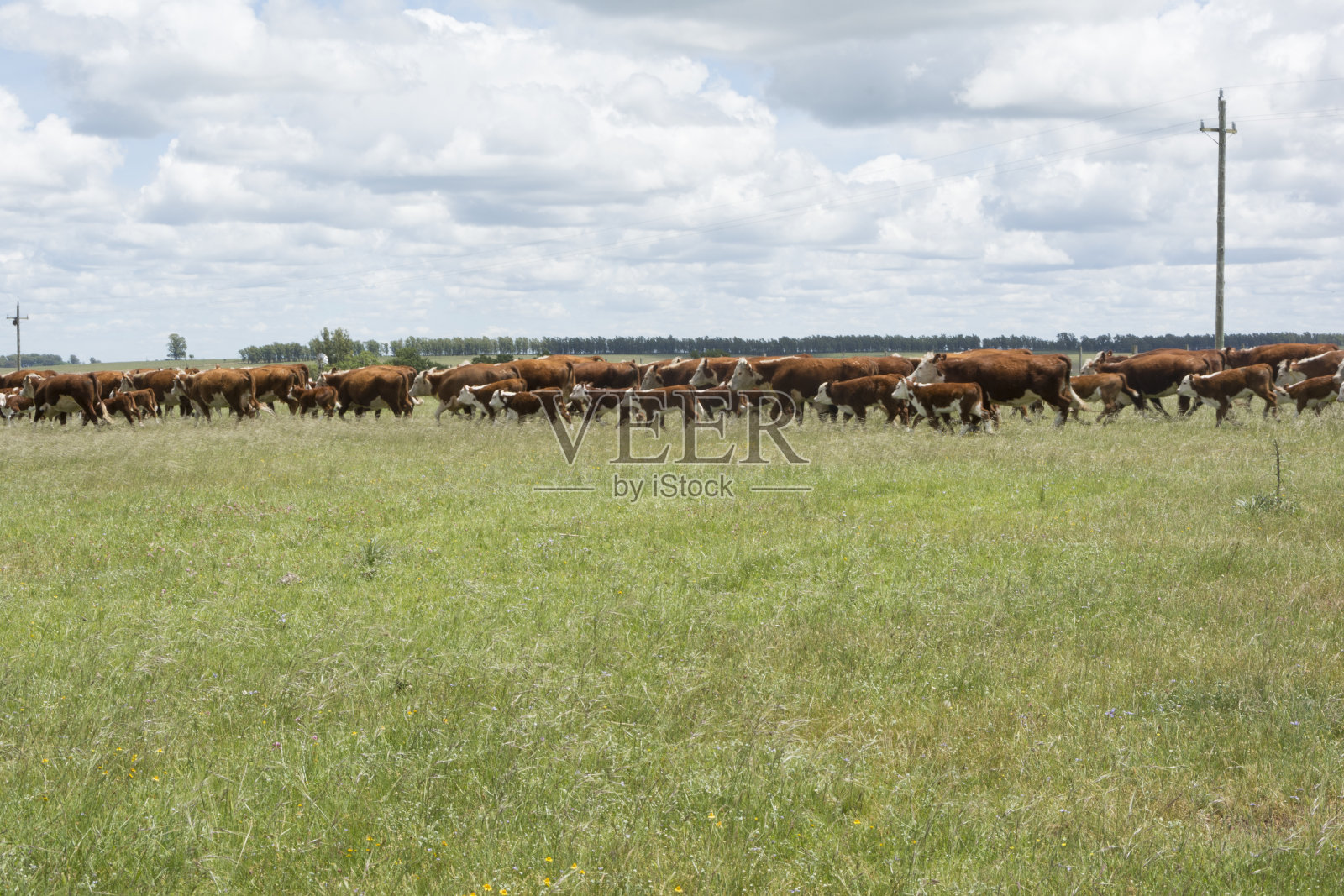 赫里福德牧场上的牛照片摄影图片