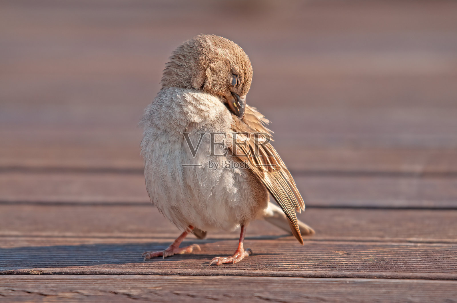 可爱的麻雀在木地板上清理羽毛。(家)照片摄影图片