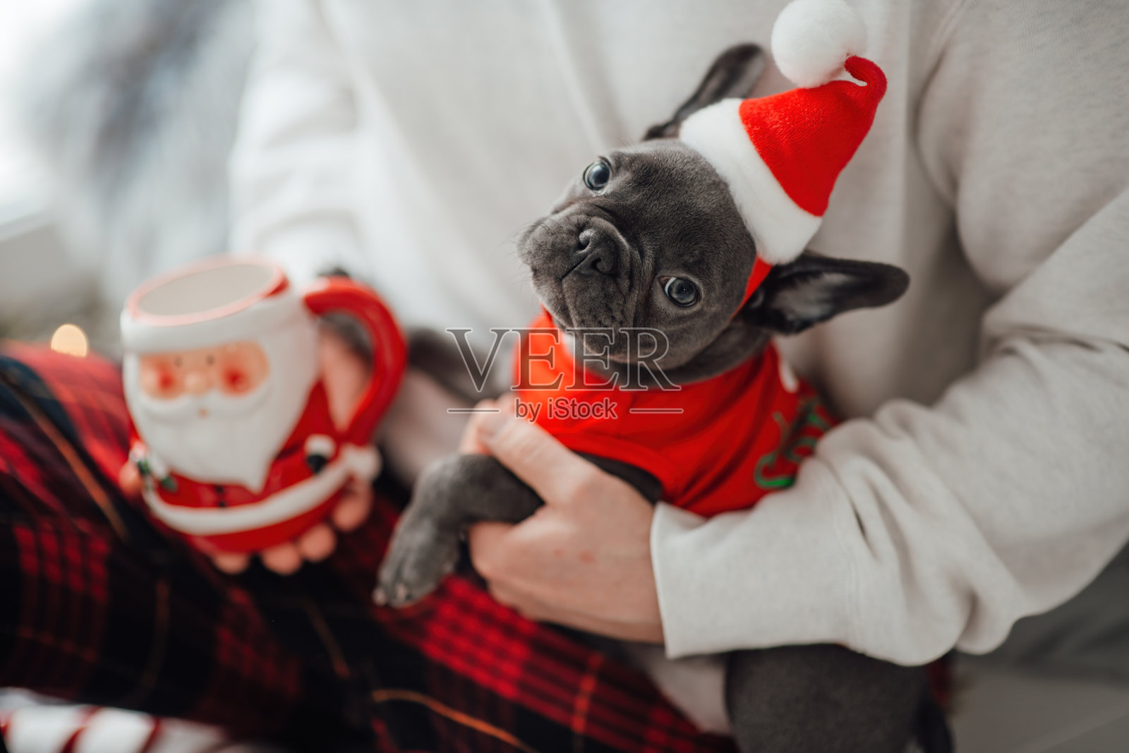 有趣的灰色小狗法国斗牛犬双手穿着圣诞服装在家里的节日设置照片摄影图片