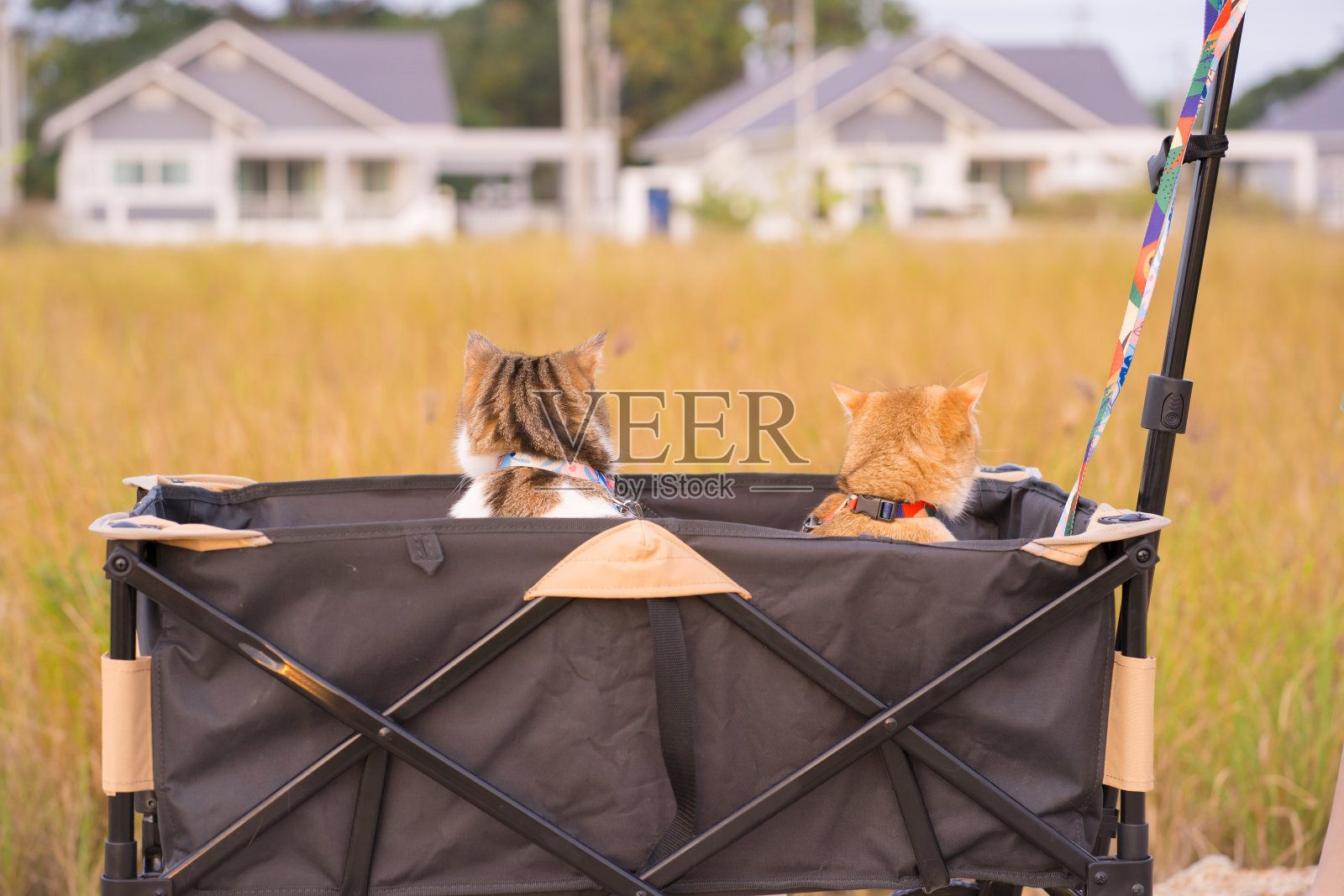 人们活动用英国和苏格兰的猫坐马车进行户外旅行照片摄影图片