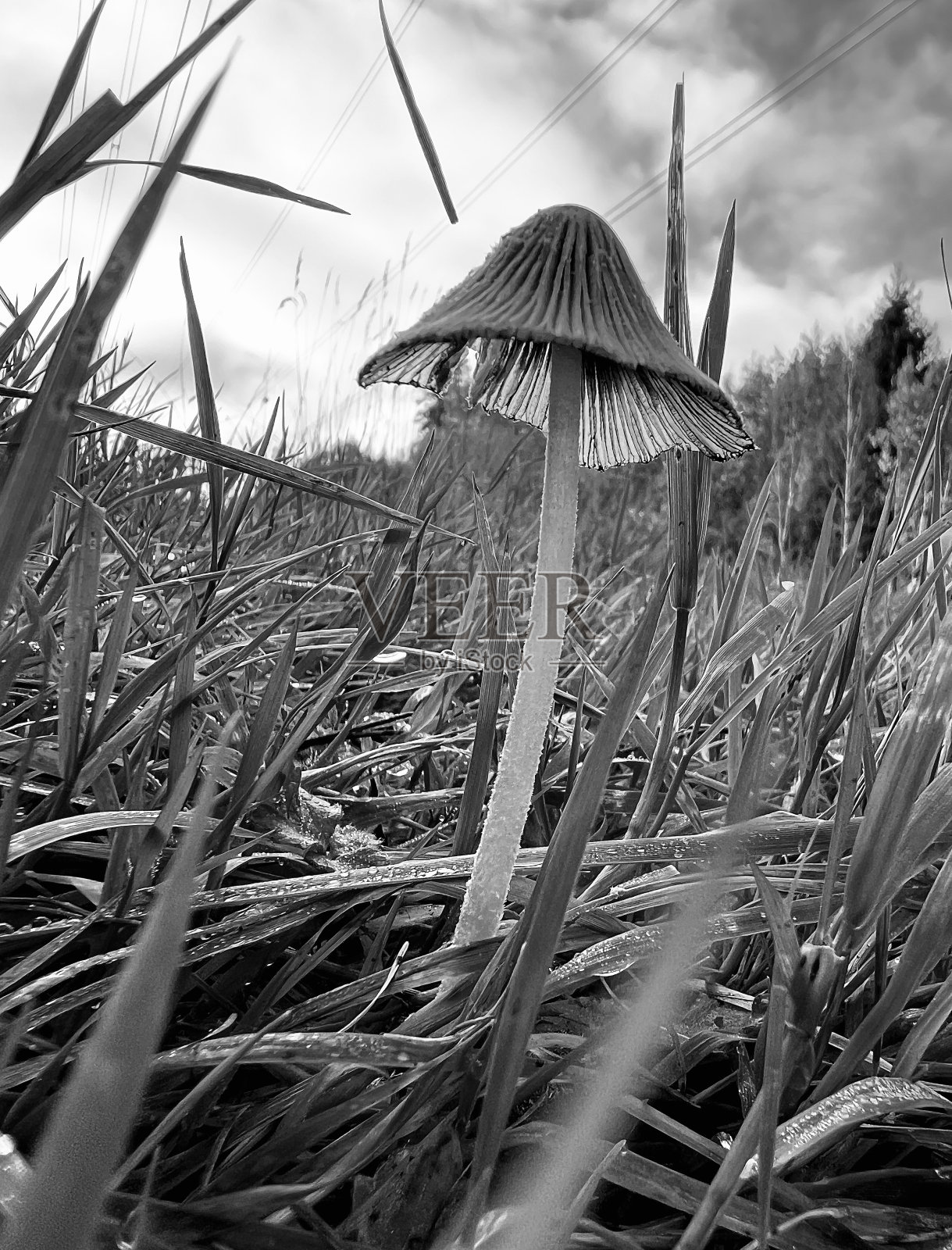 野生蘑菇毒蕈菌的低角度视图照片摄影图片