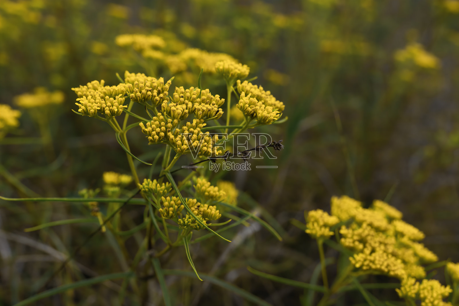 秋天的黄花照片摄影图片