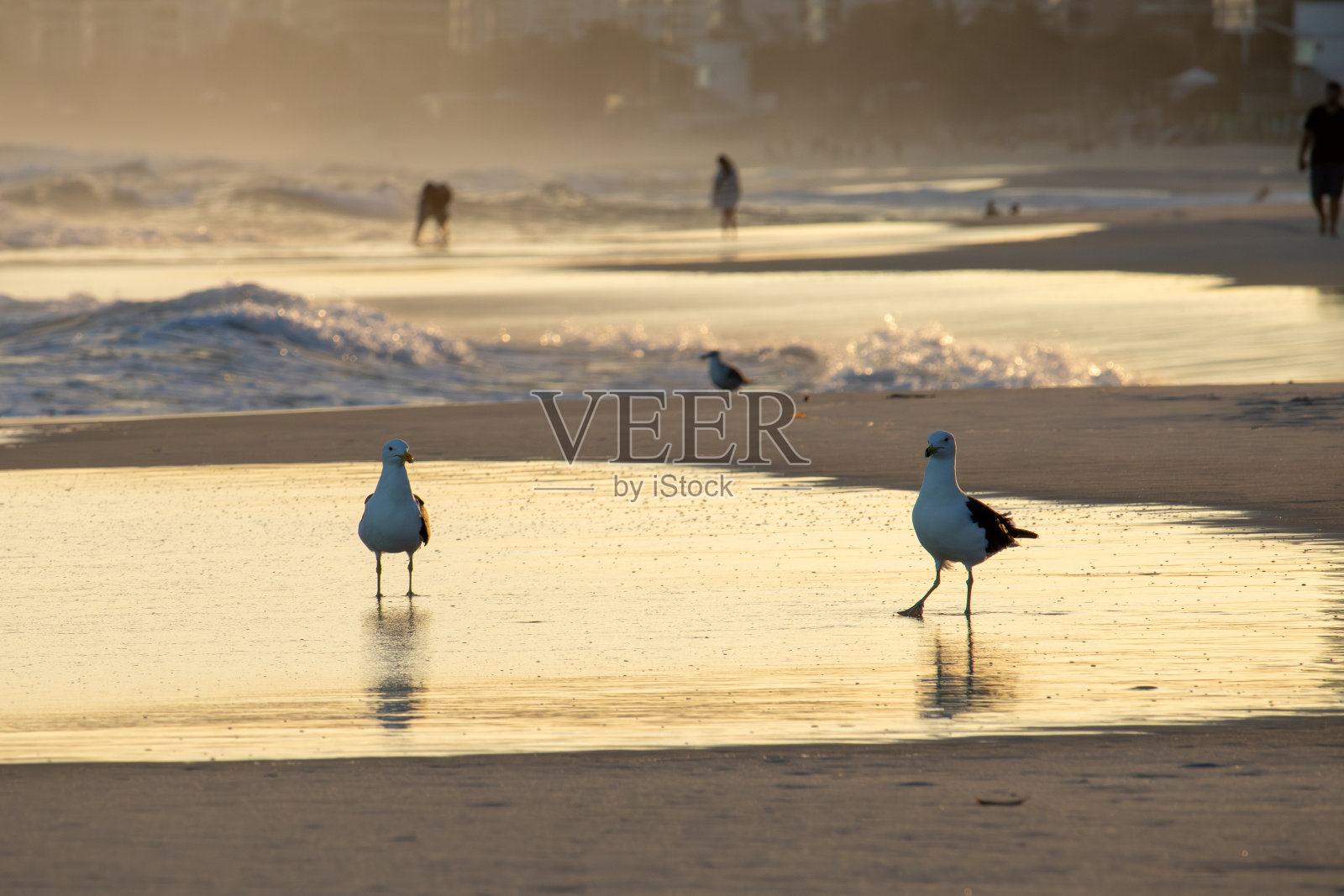 海鸥在Barra da Tijuca海滩在bbbbo de Janeiro日落照片摄影图片